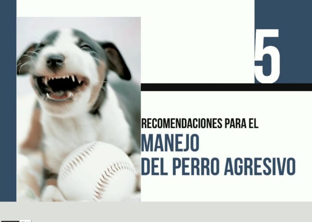 La Agresividad Canina (V): Manejo del perro agresivo