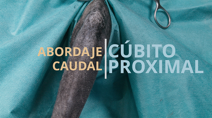 Abordaje caudal al cúbito proximal