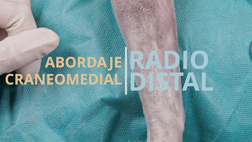 Abordaje craneomedial al radio distal